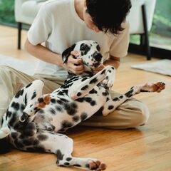 Pet parent playing with his Dalmatian