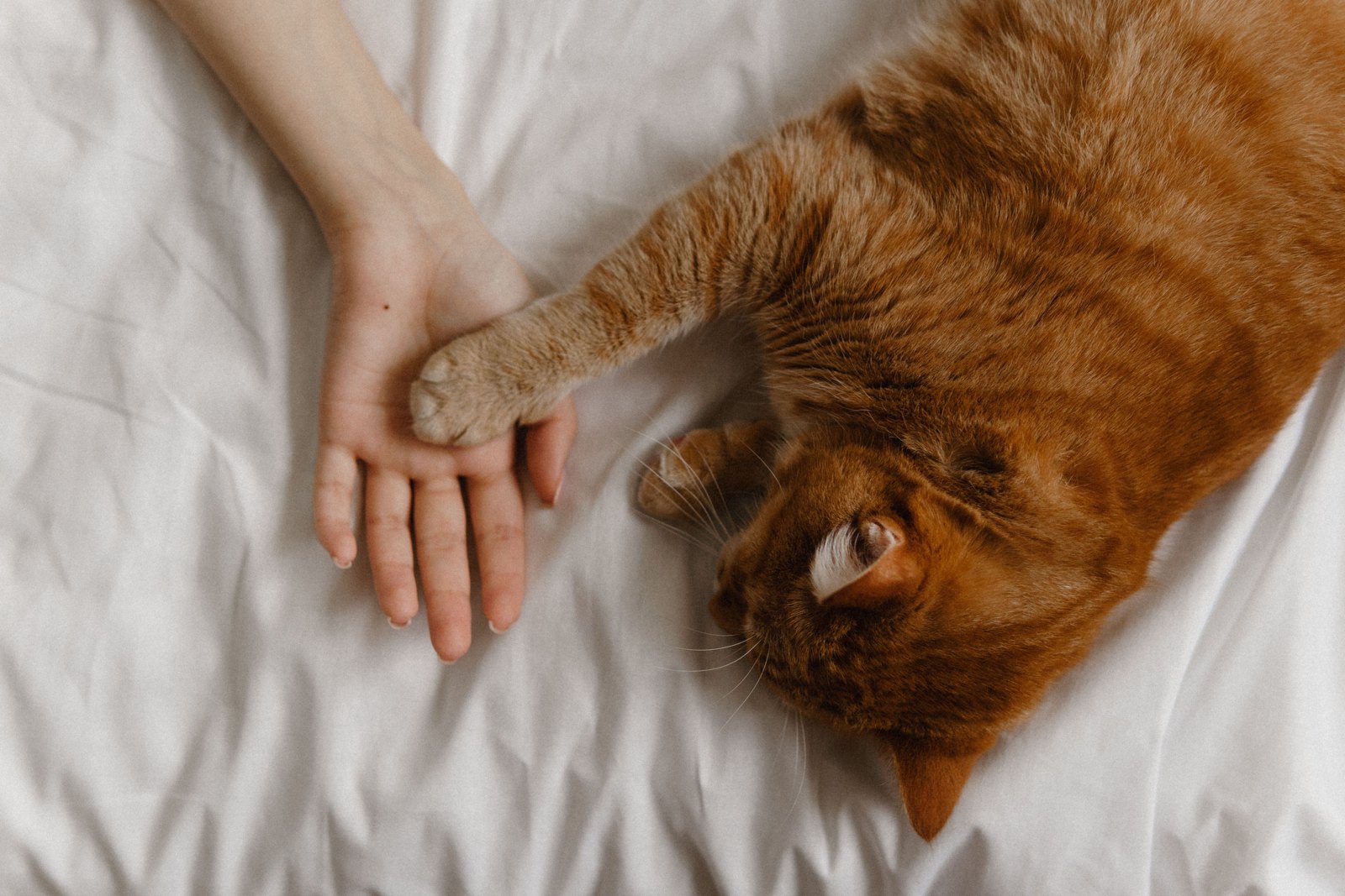 An orange cat resting on a bed with one paw gently holding a person's hand